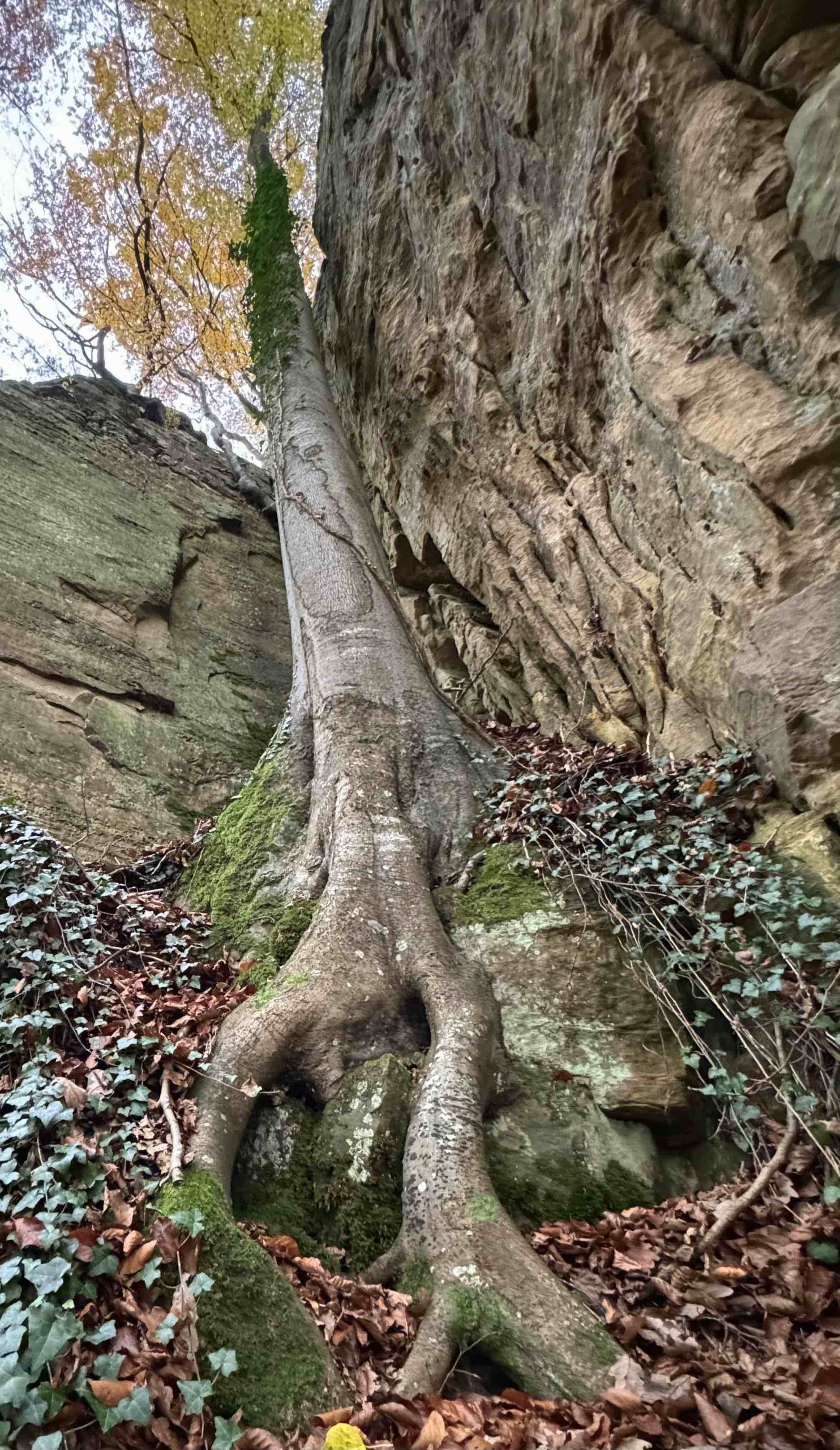 mullerthal-trap-in-rots